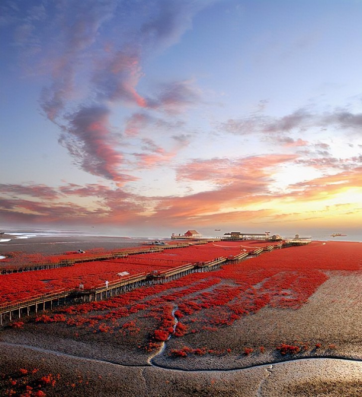 遼寧省（りょうねいしょう）には、一面真っ赤になる湿地がある